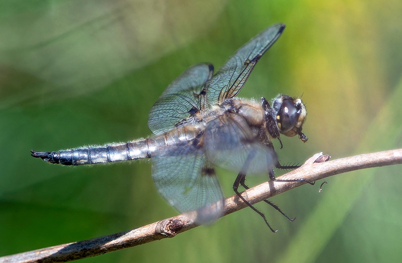 Libellula-quadrimaculata-(9).jpg.07c7e47dea3e60adf72e8b45bc5a13fc.jpg