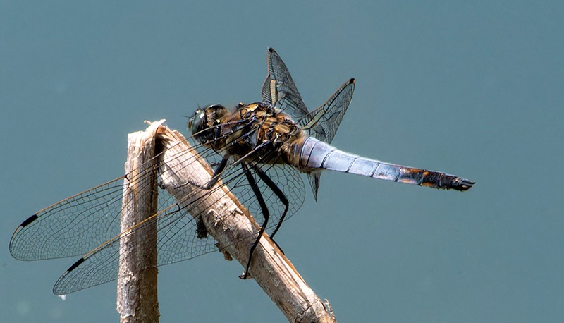 Orthetrum-cancellatum_-maschio-(51).jpg.e07441aa55316c7d856d63d85f62aeef.jpg