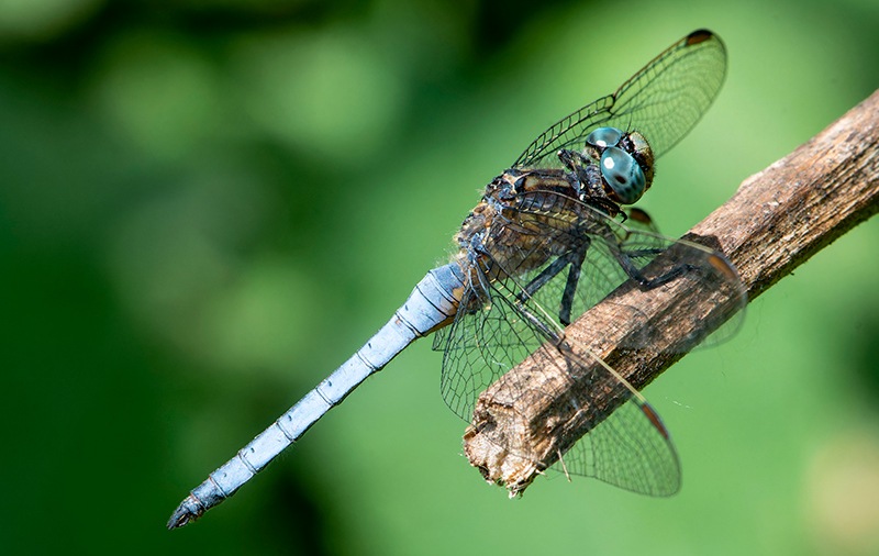 Orthetrum-coerulescens-(1).jpg.521e379ffbd81da947b59c24ea38549f.jpg