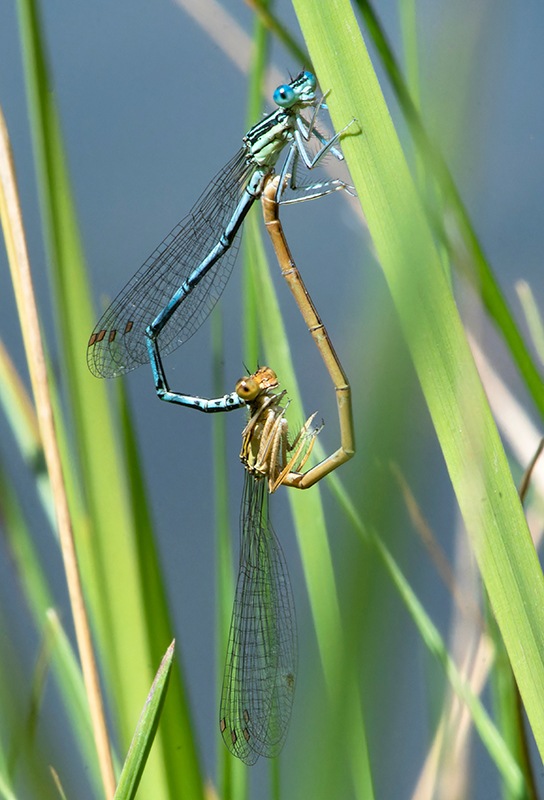 Platycnemis-pennipes-(3).jpg.73c79348c9fa4509e99bb39ae5a6fbe2.jpg