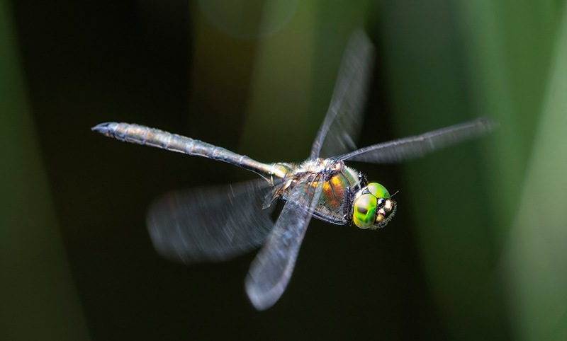 Somatochlora-metallica-(15).jpg.f5cd37fa587b377f0db3b87edb24e4cd.jpg