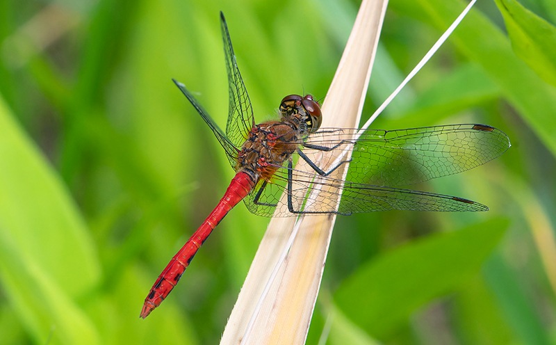 Sympetrum-sanguineum-(3).jpg.e44ad889b544126dcbb4de0d475ff008.jpg