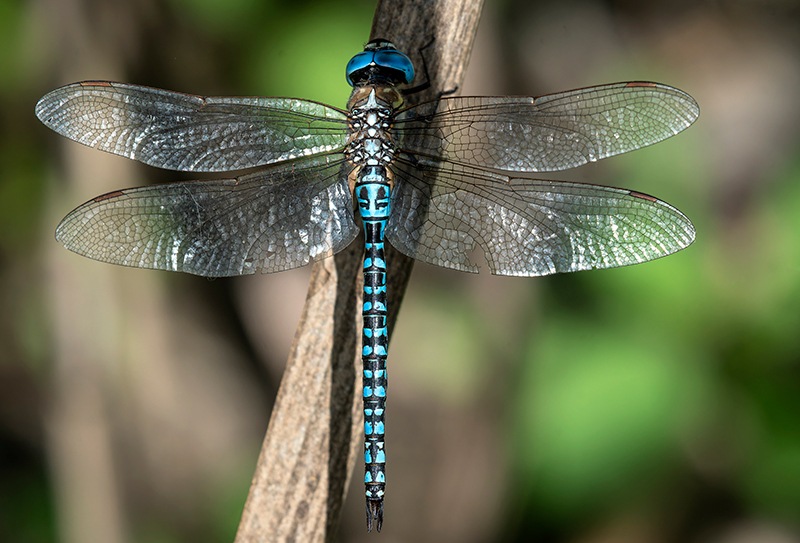 Aeshna-affinis_-maschio-(106).jpg.8b5dc63b9ba1553a707531df578c5b71.jpg