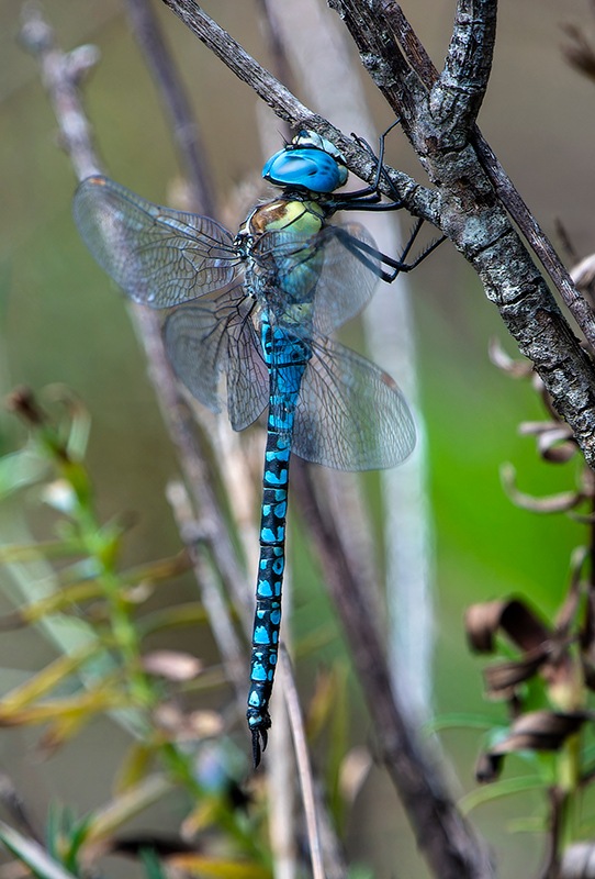 Aeshna-affinis_-maschio-(93).jpg.e9698b6e31492bf81a178a61187cebbc.jpg