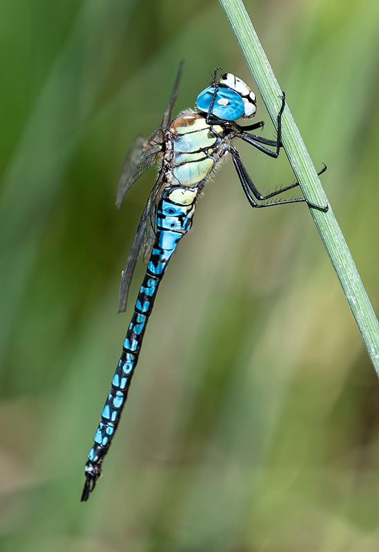 Aeshna-affinis_-maschio-(99).jpg.06f93e12c449f42a88eea7b8bd3173a0.jpg