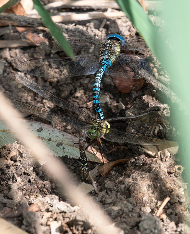 Aeshna-affinis_-tandem-in-deposizione-(7).jpg.9d9668e8463e4b9423077e3e6f11c493.jpg