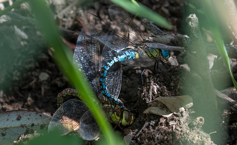 Aeshna-affinis_-tandem-in-deposizione-(8).jpg.b6d8d55ab7aa34b85e479460b7a01295.jpg