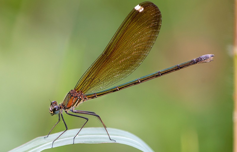 Calopteryx-haemorrhoidalis_-femmina-(99).jpg.f76fe19d5ab6f470cf5a1be4c444d51e.jpg