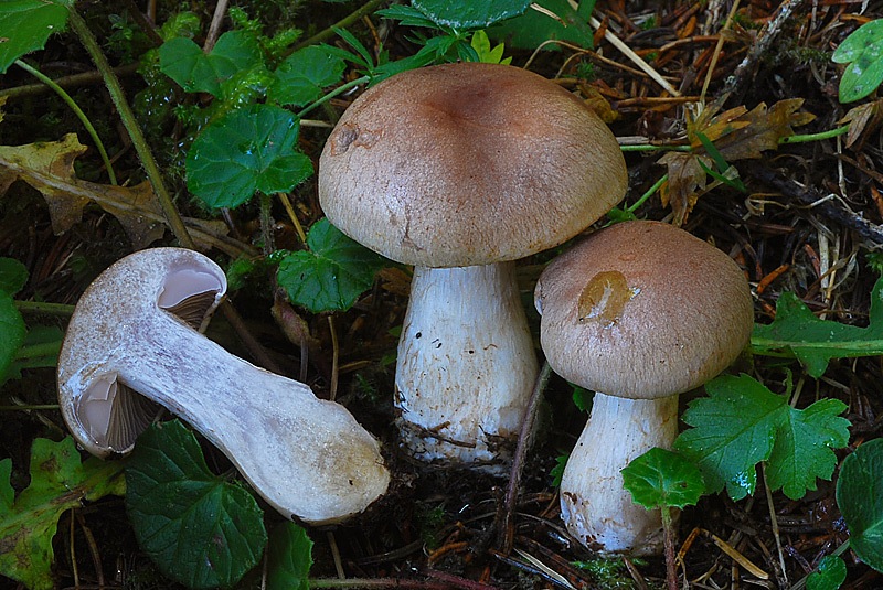 Cortinarius-anomalus-sl-cfr-caninus-03-5-TL250904-15.jpg