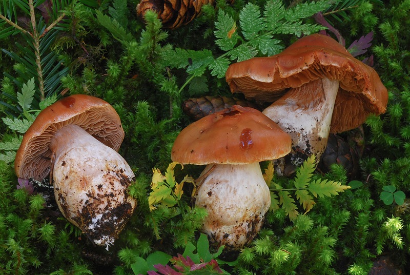 Cortinarius-armeniacus=poecilopus-B-04-5-TL250905-13.jpg