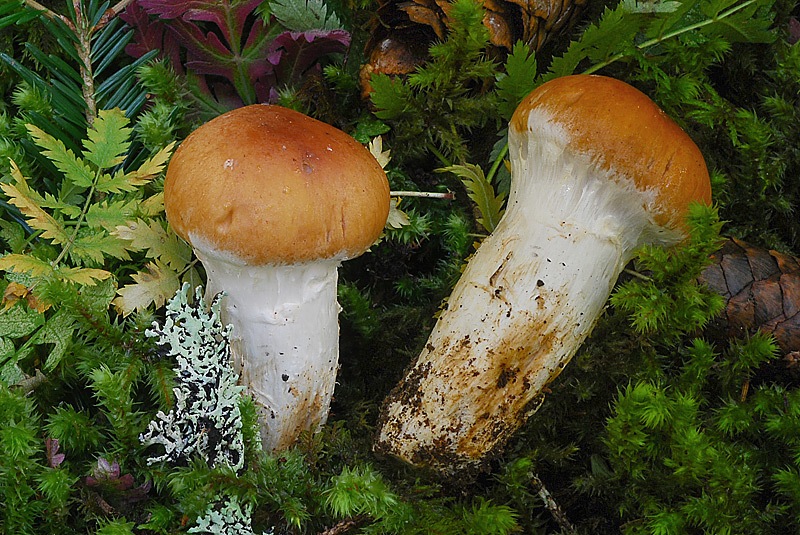 Cortinarius-claricolor-01-3-TL250905-17.jpg
