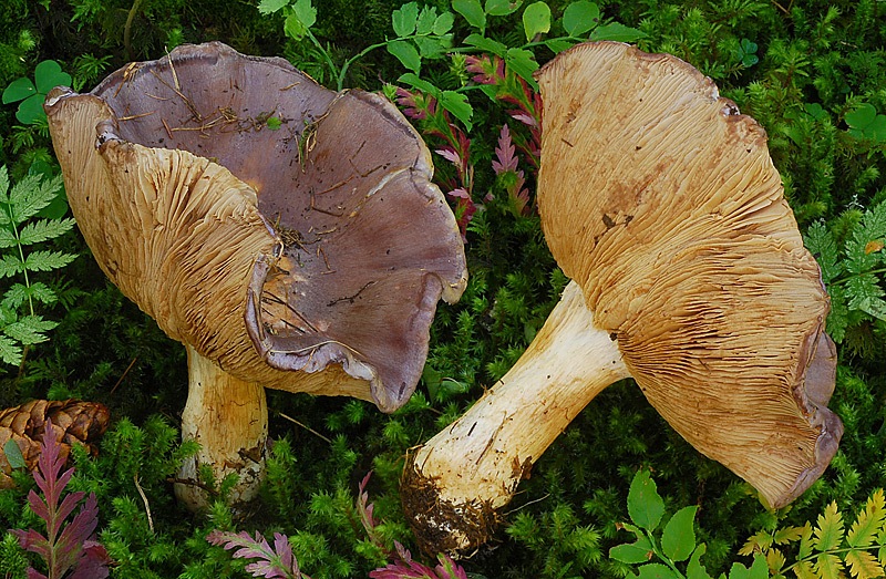 Cortinarius-cumatilis-05-7-TL250905-03.jpg
