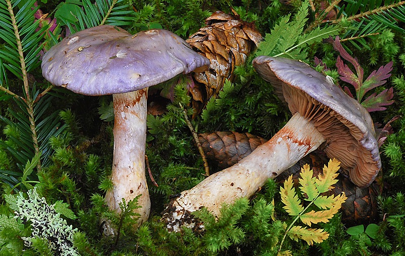 Cortinarius-emunctus-01-2-KOH-TL250906-03C.jpg