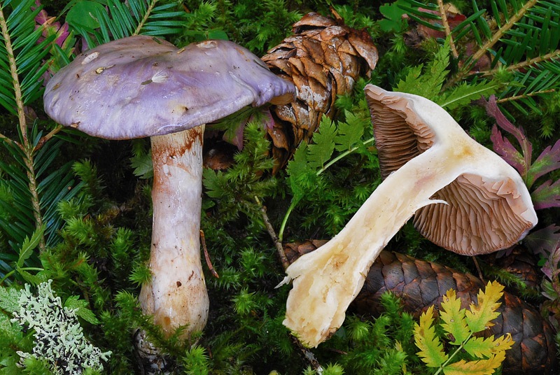 Cortinarius-emunctus-03-5-TL250906-03C.jpg