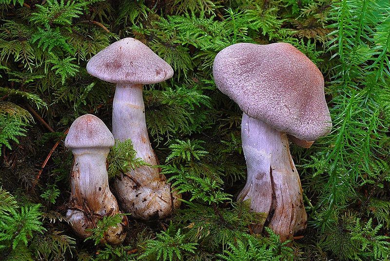 Cortinarius-malachius-02-TL250904-06.jpg