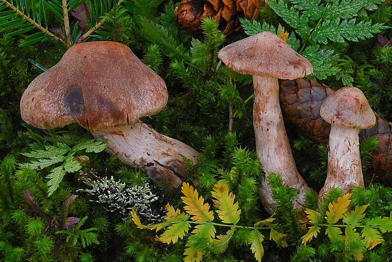 Cortinarius-malachius-11-TL250904-06.jpg
