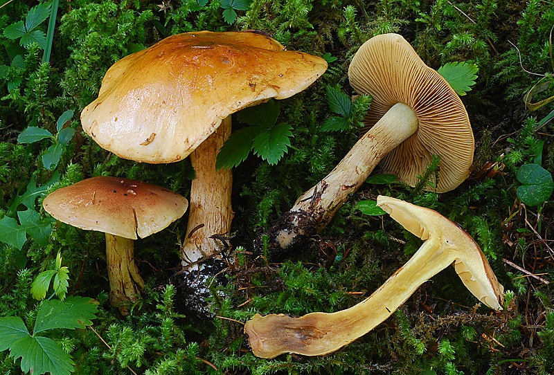 Cortinarius-nanceiensis-01-2-TL250904-08.jpg