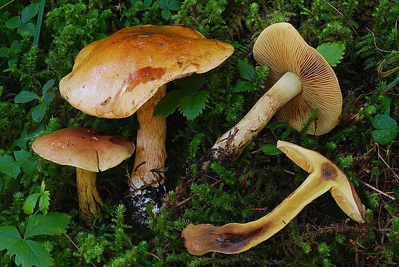 Cortinarius-nanceiensis-01-6-TL250904-08.jpg