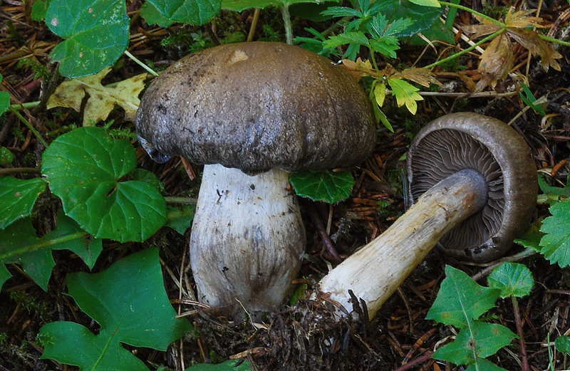 Cortinarius-obscurocyaneus-03-TL250903-17.jpg