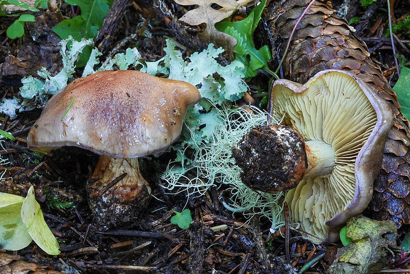 Cortinarius-odorifer-01-2-TL250904-18.jpg