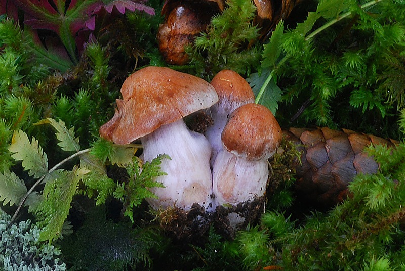 Cortinarius-poecilopus-03b-TL250904-14.jpg