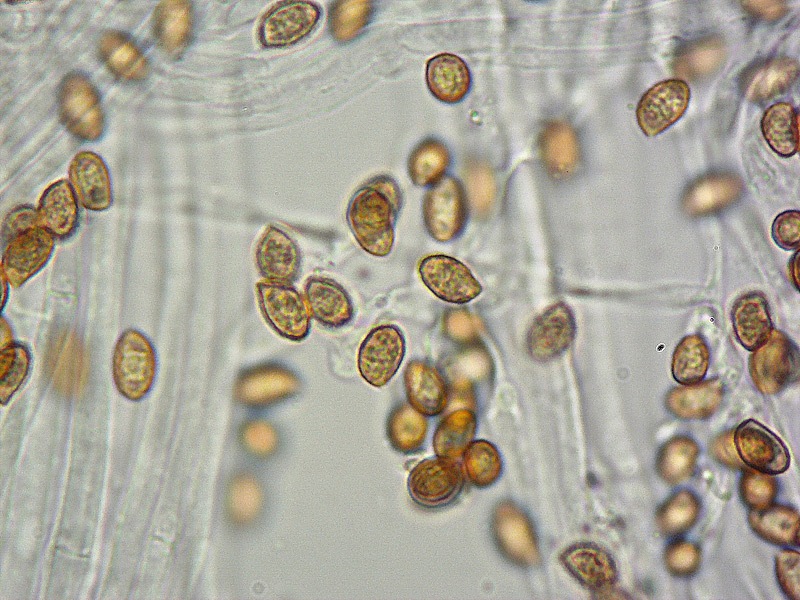 Cortinarius-traganus-14-TL250903-02-Spore-KOH-1000x-TL.jpg