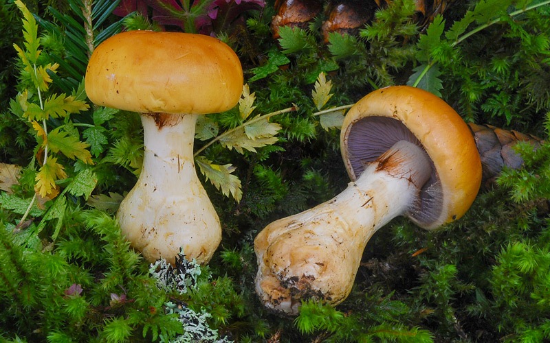 Cortinarius-varius-01-3-TL250904-12.jpg