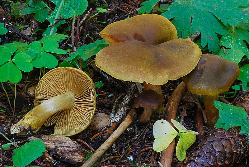 Cortinarius-venetus-01-TL250904-02.jpg