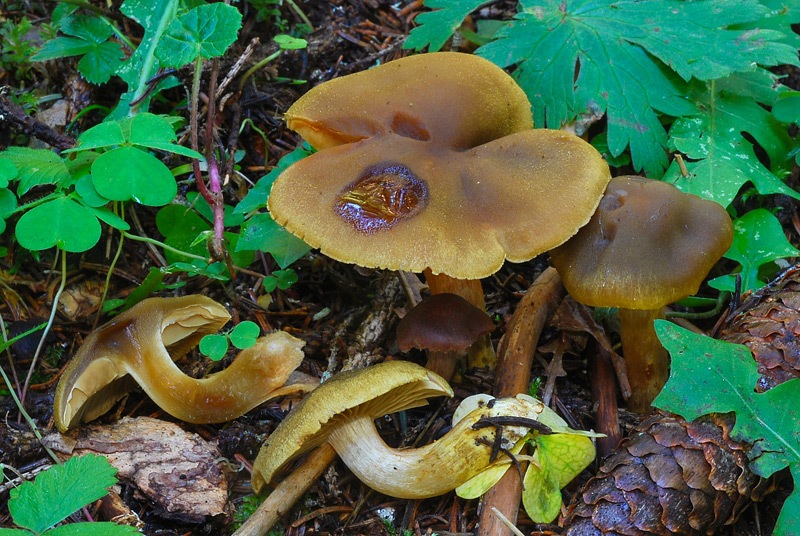 Cortinarius-venetus-03-TL250904-02.jpg