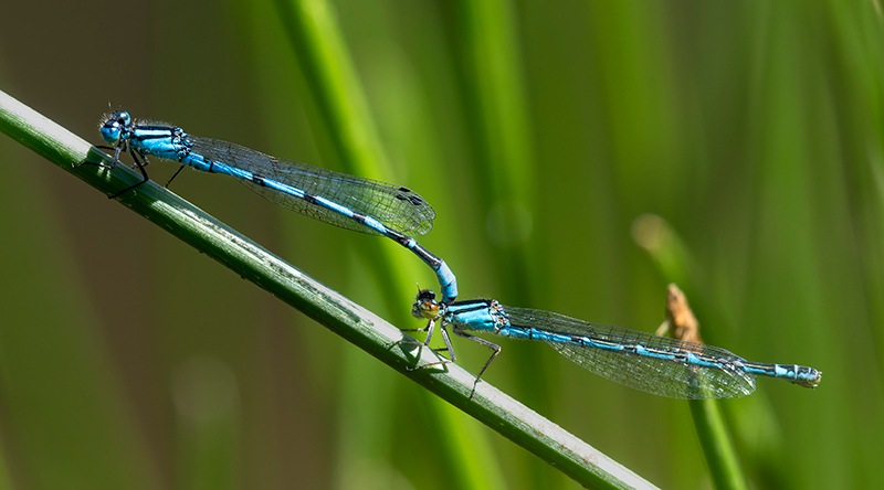 Enallagma-cyathigerum_-tandem-(10).jpg.2bcf9d3e3927c984db8fa7ddced0d185.jpg