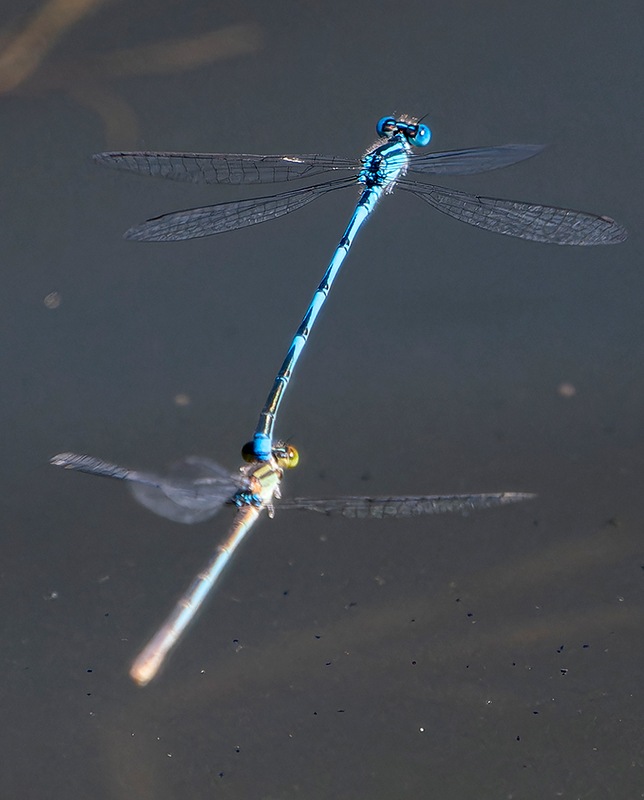 Erythromma-lindenii_-tandem-in-volo-(10).jpg.f33b9c8ed2881e8471ed2b490fa3bfbf.jpg