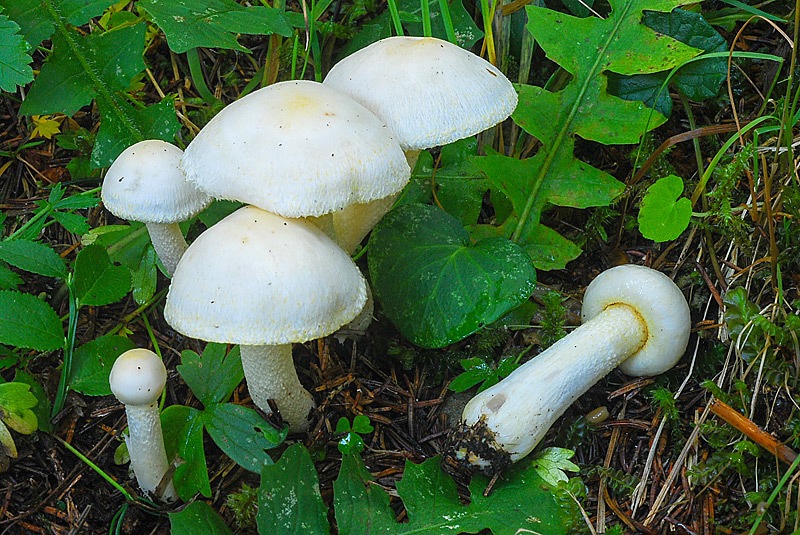 Hygrophorus-chrysodon-02.jpg