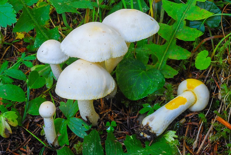 Hygrophorus-chrysodon-05.jpg