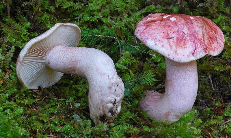 Hygrophorus-erubescens-02-3b.jpg