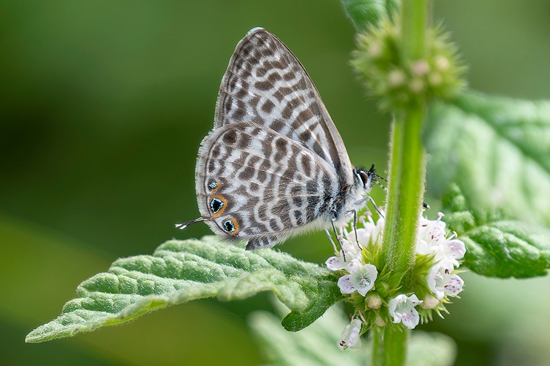 Leptotes-pirithous-(48)---Copia.jpg.e29b4b3054a9faac2ec4e26f2aea4d27.jpg