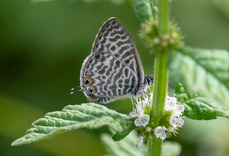 Leptotes-pirithous-(49)---Copia.jpg.a02c75de11a839a4d22bfcd82f0201bd.jpg