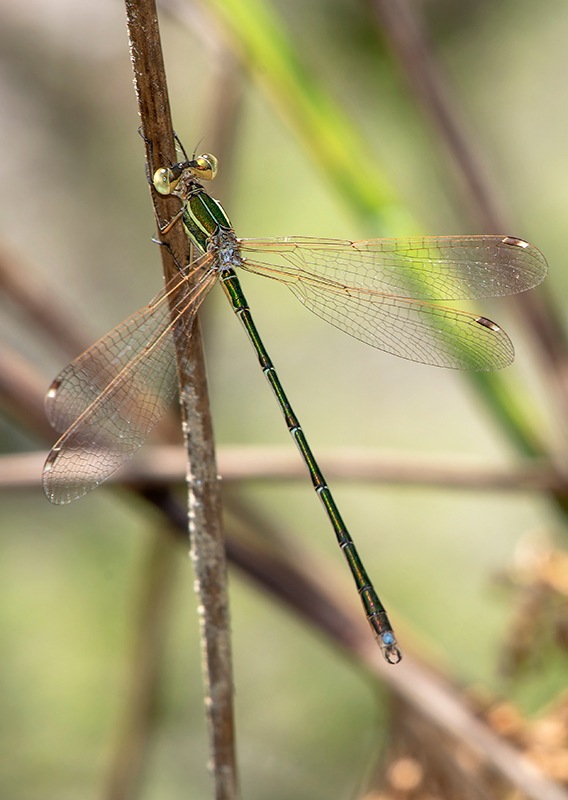 Lestes-barbarus_-maschio-(108).jpg.1c0700e4ccbe0a453c940a32982a0dc8.jpg
