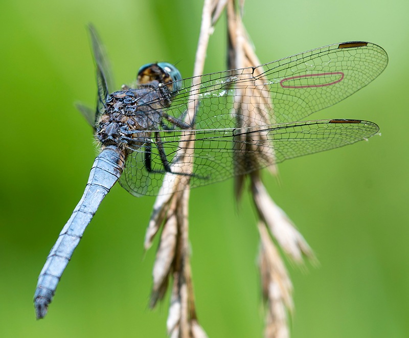 Orthetrum-coerulescens_-maschio-(58).jpg