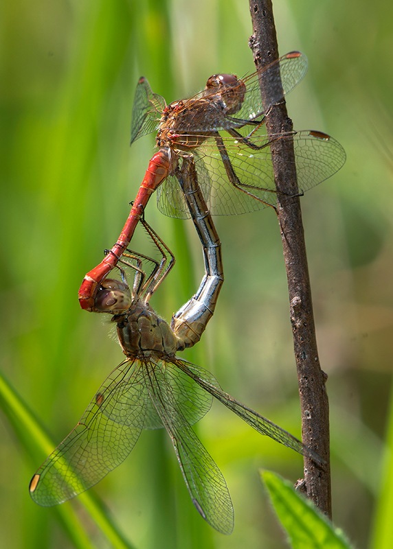 Sympetrum-meridionale_-copula-(79).jpg.4c8c4afe62433e5009ce73ae22196187.jpg