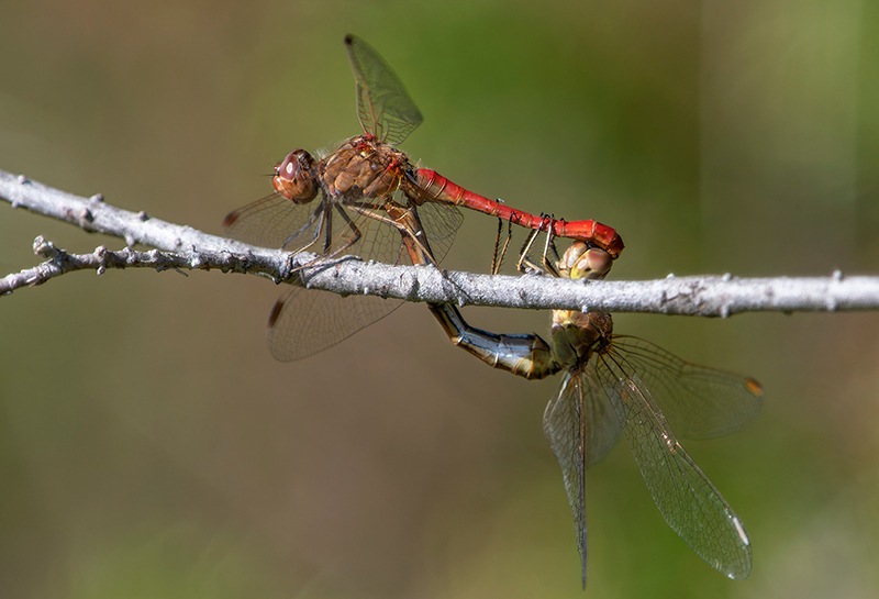 Sympetrum-meridionale_-copula-(80).jpg.82112c94a932561af920ef86cdd7c89a.jpg