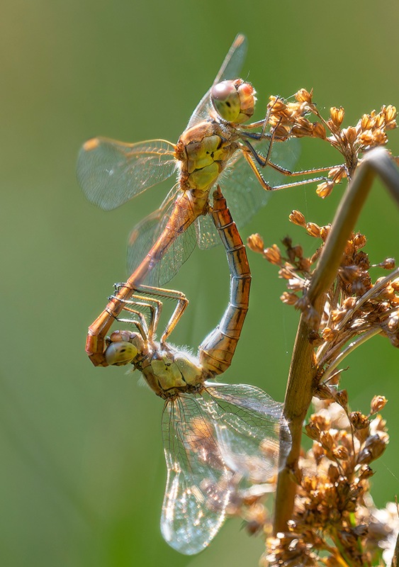 Sympetrum-meridionale_-copula-(81).jpg.32ebf23e2ba910092f6c7dc092c2106c.jpg