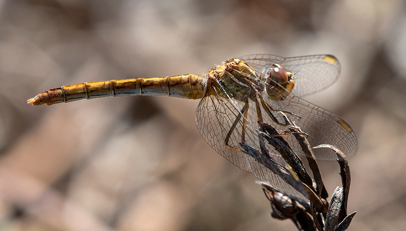 Sympetrum-meridionale_-femmina-(52).jpg.5d84fcc2b0de4215e968d426b13a191c.jpg