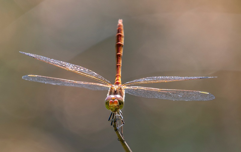 Sympetrum-meridionale_-maschio-(93).jpg.51e6697d6cb05cde119b763ef2a414d7.jpg
