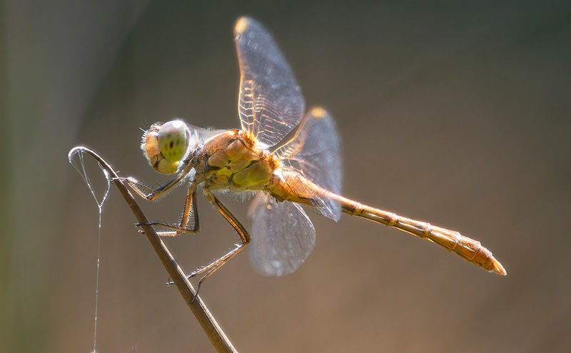 Sympetrum-meridionale_-maschio-immaturo-(45).jpg.a31ad8a62c100179d8a14efc714a41f2.jpg