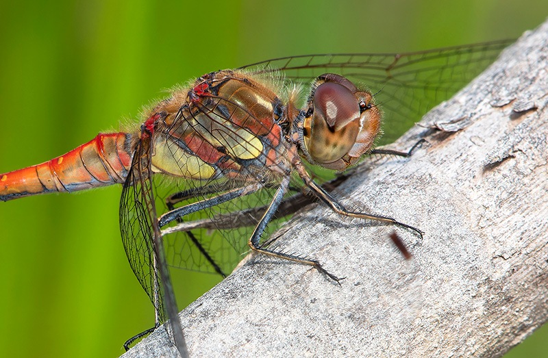 Sympetrum-striolatum_-maschio-(211).jpg.de964630d19cd9b910500b765e19cba1.jpg