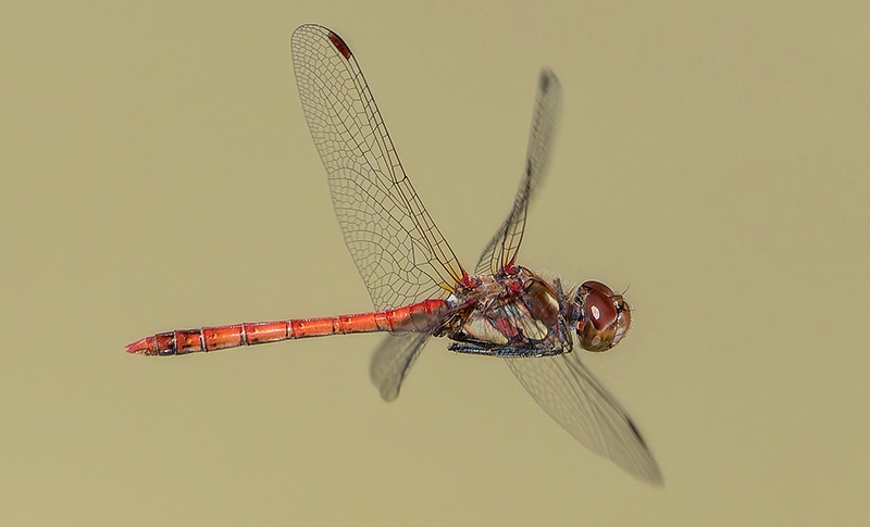 Sympetrum-striolatum_-maschio-in-volo-(45).jpg.80237fb3baa1cd3229b1f558b8a37b28.jpg