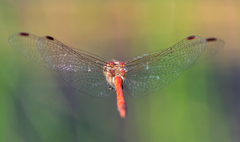 Sympetrum-striolatum_-maschio-in-volo-(51).jpg.9a013db89fb159fea26bb9a94700cfc0.jpg