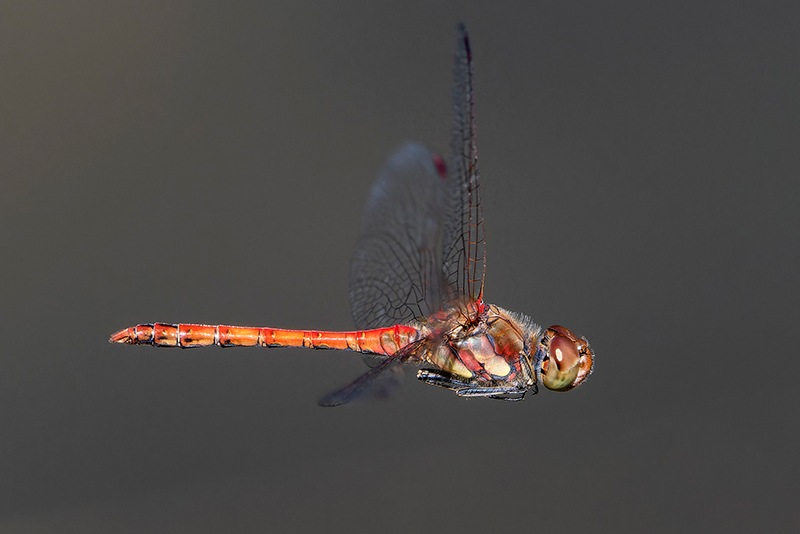 Sympetrum-striolatum_-maschio-in-volo-(54).jpg.85e3c9f673d52d33ce58e233fac1218f.jpg