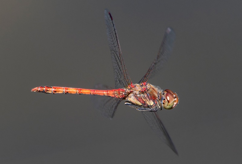 Sympetrum-striolatum_-maschio-in-volo-(55).jpg.de2a9e12d7d80e1f5a6f6fa9b1f98ee0.jpg