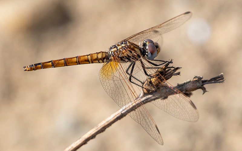 Trithemis-annulata_-femmina-(81).jpg.e74da88ad6adda60c5c62ca7e3cf2851.jpg